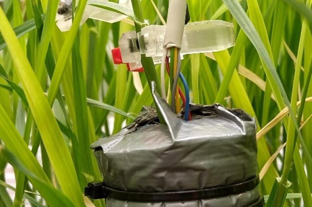 Sap flow sensors