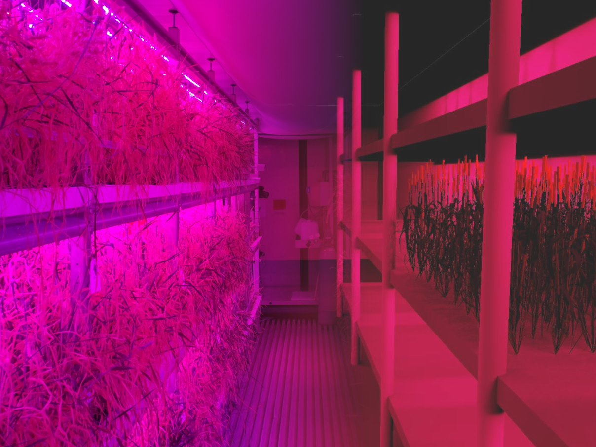 Virtual 3D crops