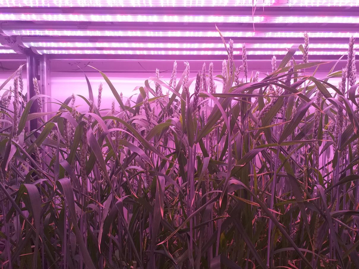 wheat at Puratos