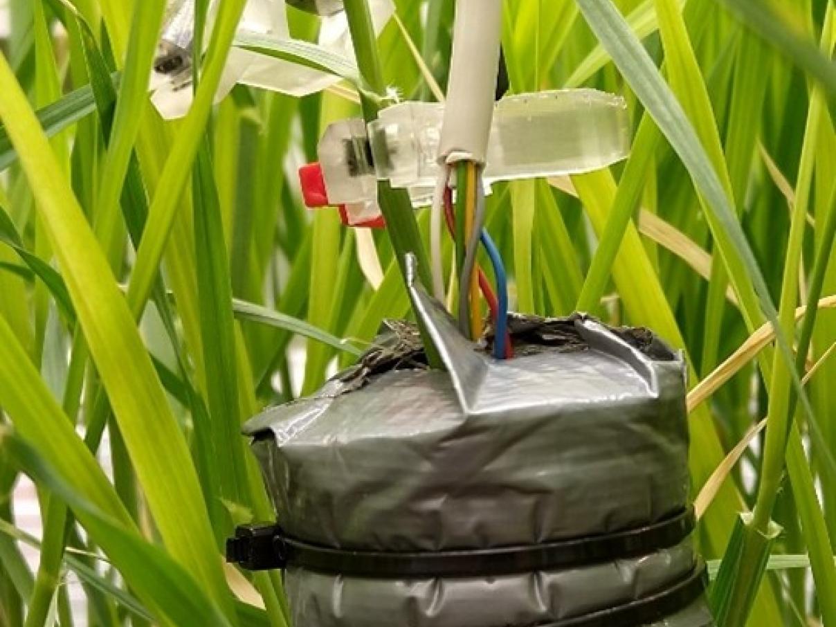 Sap flow sensors